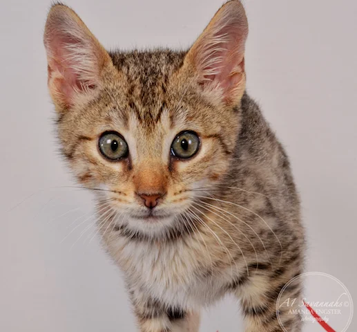A1Savannahs F5 Male Andre Savannah Kitten - Savannah Cats and Kittens For Sale 