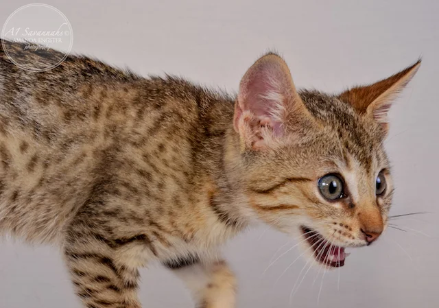 A1 Savannahs F5 Male Andre Savannah Kitten - Savannah Cats and Kittens For Sale 