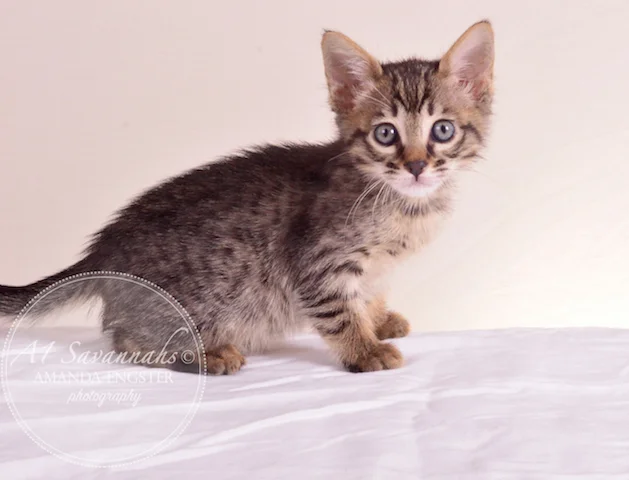 A1 Savannahs SBT Female Princess Peach Savannah Kitten - Savannah Cats and Kittens For Sale