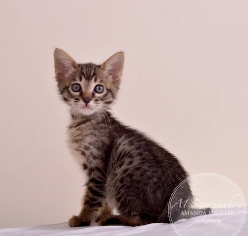 A1 Savannahs SBT Female Princess Peach Savannah Kitten - Savannah Cats and Kittens For Sale