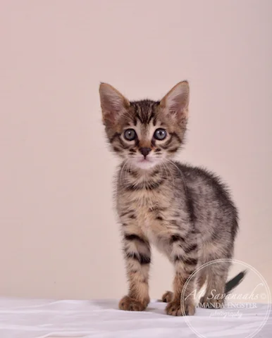 A1 Savannahs SBT Female Princess Peach Savannah Kitten - Savannah Cats and Kittens For Sale