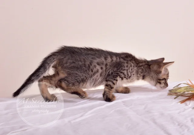 A1 Savannahs SBT Female Princess Peach Savannah Kitten - Savannah Cats and Kittens For Sale