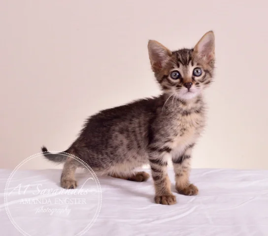 A1 Savannahs SBT Female Princess Peach Savannah Kitten - Savannah Cats and Kittens For Sale