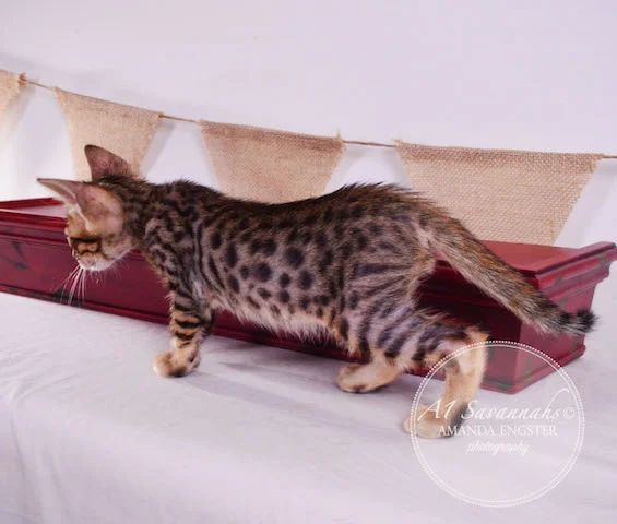 A1 Savannahs F5 Male TJ Savannah Kitten - Savannah Cats and Kittens For Sale 