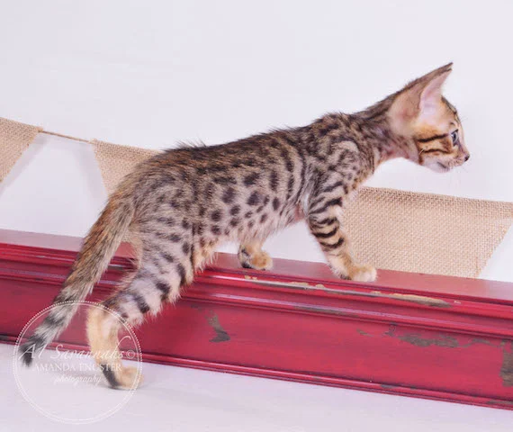 A1 Savannahs F5 Male TJ Savannah Kitten - Savannah Cats and Kittens For Sale 