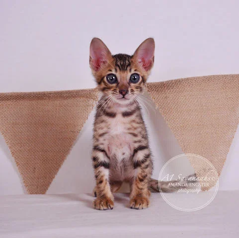 A1 Savannahs F5 Male TJ Savannah Kitten - Savannah Cats and Kittens For Sale 