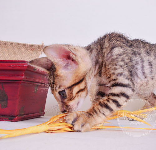 A1 Savannahs F5 Male TJ Savannah Kitten - Savannah Cats and Kittens For Sale 