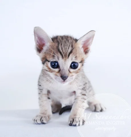 A1 Savannahs F5 Female Ariel Savannah Kitten - Savannah Cats and Kittens For Sale