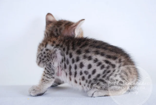 A1 Savannahs F5 Female Ariel Savannah Kitten - Savannah Cats and Kittens For Sale 