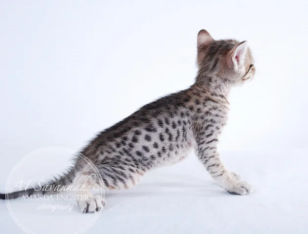 A1 Savannahs F5 Female Ariel Savannah Kitten - Savannah Cats and Kittens For Sale  