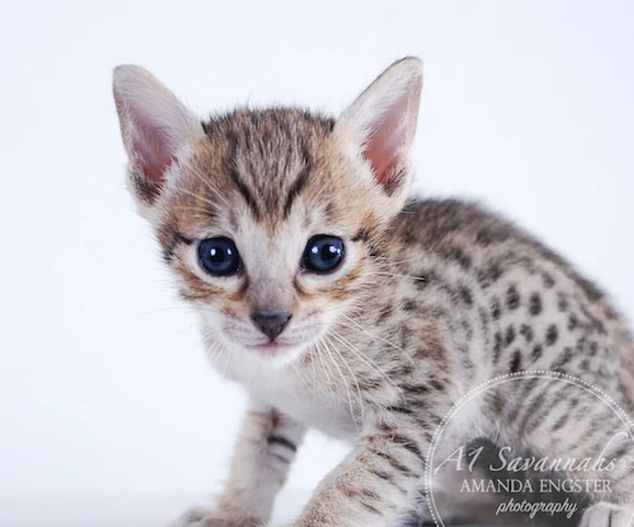 A1 Savannahs F5 Female Ariel Savannah Kitten - Savannah Cats and Kittens For Sale 