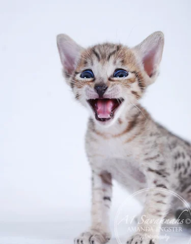 A1 Savannahs F5 Female Ariel Savannah Kitten - Savannah Cats and Kittens For Sale 