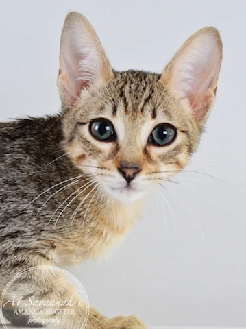 A1 Savannahs F5 Female Ariel Savannah Kitten - Savannah Cats and Kittens For Sale 