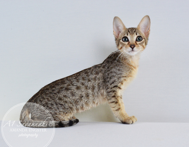 A1 Savannahs F5 Female Ariel Savannah Kitten - Savannah Cats and Kittens For Sale 