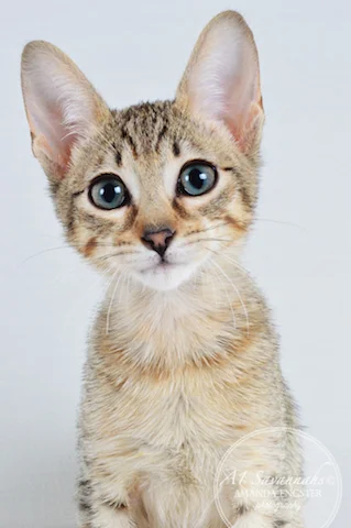 A1 Savannahs F5 Female Ariel Savannah Kitten - Savannah Cats and Kittens For Sale 