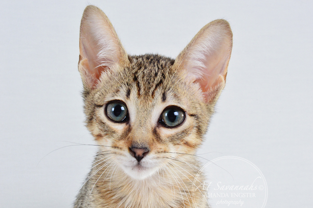 A1 Savannahs F5 Female Ariel Savannah Kitten - Savannah Cats and Kittens For Sale 