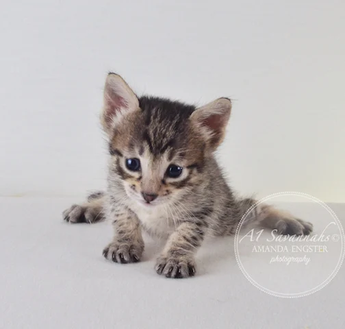 A1 Savannahs F5 Female Aurora Savannah Kitten - Savannah Cats and Kittens For Sale 