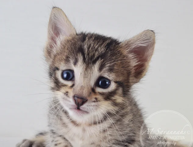 A1 Savannahs F5 Female Aurora Savannah Kitten - Savannah Cats and Kittens For Sale 