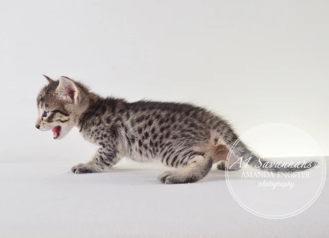 A1 Savannahs F5 Female Aurora Savannah Kitten - Savannah Cats and Kittens For Sale 