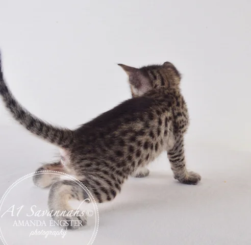 A1 Savannahs F5 Female Aurora Savannah Kitten - Savannah Cats and Kittens For Sale 