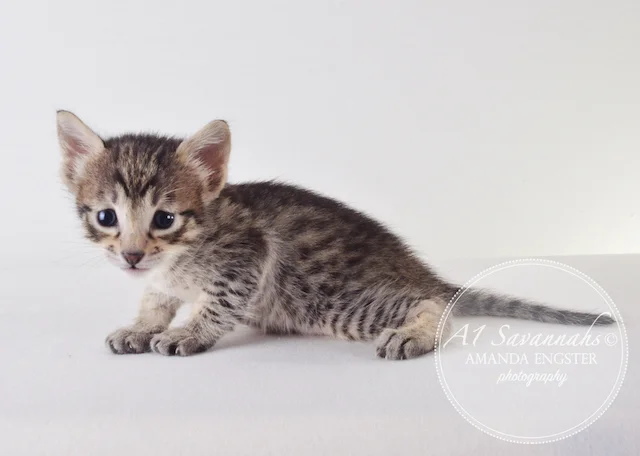 A1 Savannahs F5 Female Aurora Savannah Kitten - Savannah Cats and Kittens For Sale 