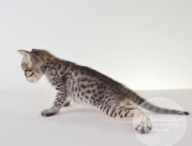 A1 Savannahs F5 Female Aurora Savannah Kitten - Savannah Cats and Kittens For Sale 