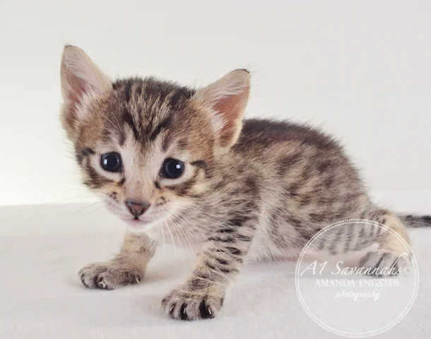 A1 Savannahs F5 Female Aurora Savannah Kitten - Savannah Cats and Kittens For Sale 