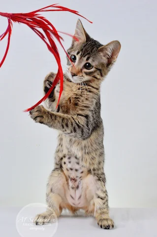 A1 Savannahs F5 Female Aurora Savannah Kitten - Savannah Cats and Kittens For Sale 
