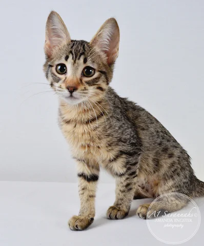 A1 Savannahs F5 Female Aurora Savannah Kitten - Savannah Cats and Kittens For Sale 