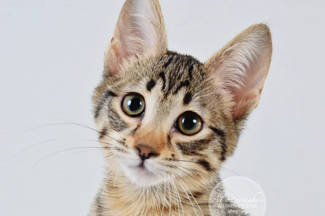 A1 Savannahs F5 Female Aurora Savannah Kitten - Savannah Cats and Kittens For Sale 