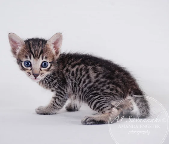 A1 Savannahs F5 Female Anastasia Savannah Kitten - Savannah Cats and Kittens For Sale