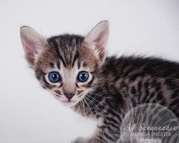A1 Savannahs F5 Female Anastasia Savannah Kitten - Savannah Cats and Kittens For Sale