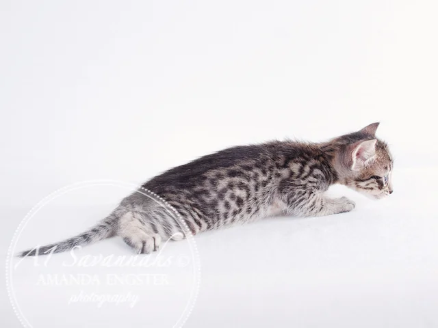A1 Savannahs F5 Female Anastasia Savannah Kitten - Savannah Cats and Kittens For Sale