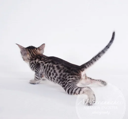 A1 Savannahs F5 Female Anastasia Savannah Kitten - Savannah Cats and Kittens For Sale