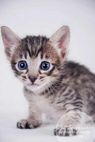 A1 Savannahs F5 Female Anastasia Savannah Kitten - Savannah Cats and Kittens For Sale