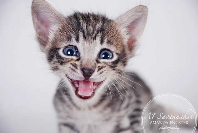 A1 Savannahs F5 Female Anastasia Savannah Kitten - Savannah Cats and Kittens For Sale