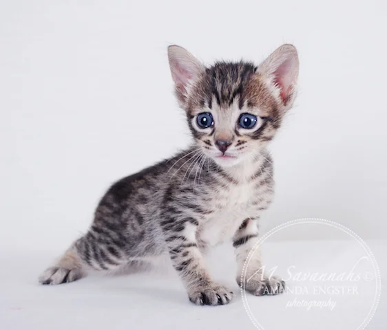 A1 Savannahs F5 Female Anastasia Savannah Kitten - Savannah Cats and Kittens For Sale