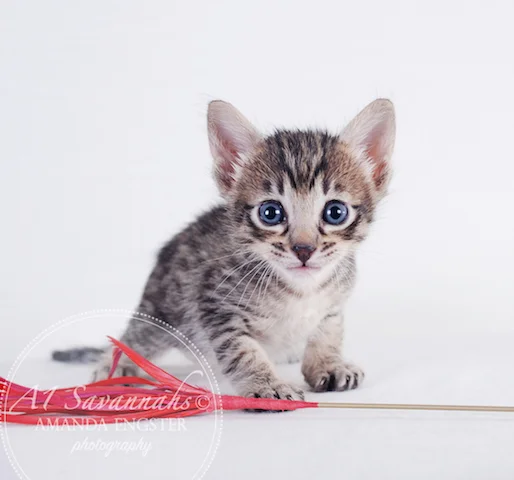 A1 Savannahs F5 Female Anastasia Savannah Kitten - Savannah Cats and Kittens For Sale