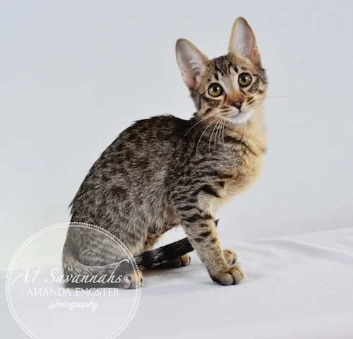 A1 Savannahs F5 Female Anastasia Savannah Kitten - Savannah Cats and Kittens For Sale