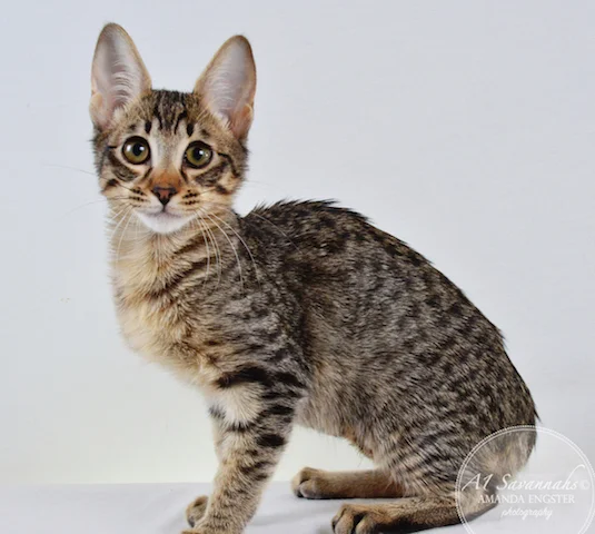 A1 Savannahs F5 Female Anastasia Savannah Kitten - Savannah Cats and Kittens For Sale