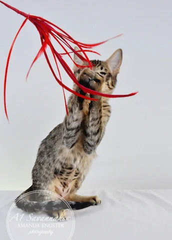 A1 Savannahs F5 Female Anastasia Savannah Kitten - Savannah Cats and Kittens For Sale