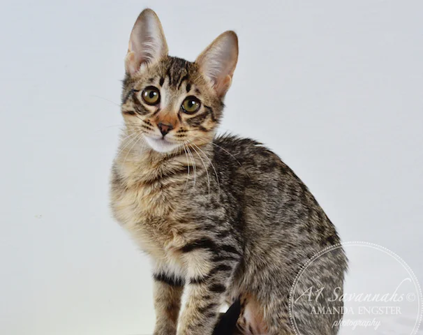 A1 Savannahs F5 Female Anastasia Savannah Kitten - Savannah Cats and Kittens For Sale