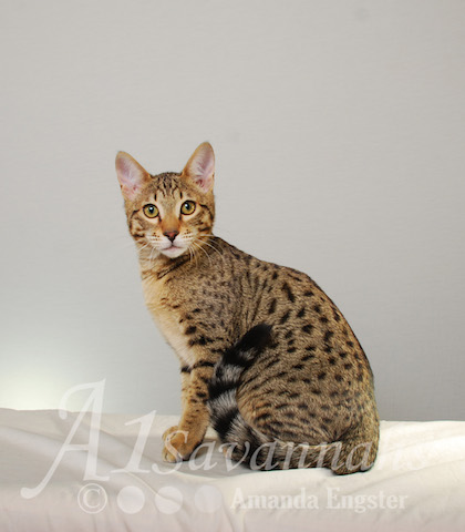 A1 Savannahs SBT Male Rico Savannah Kitten - Savannah Cats and Kittens For Sale