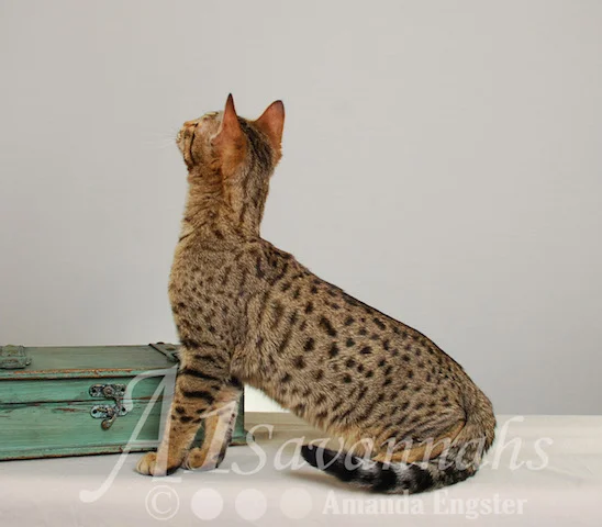 A1 Savannahs SBT Male Rico Savannah Kitten - Savannah Cats and Kittens For Sale