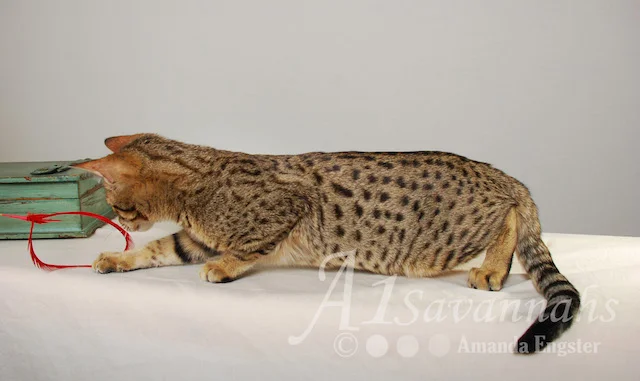 A1 Savannahs SBT Male Rico Savannah Kitten - Savannah Cats and Kittens For Sale
