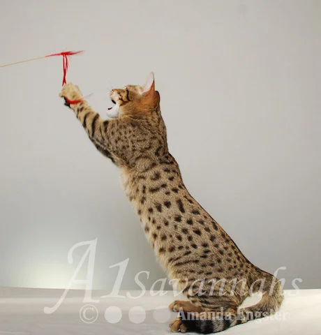 A1 Savannahs SBT Male Rico Savannah Kitten - Savannah Cats and Kittens For Sale