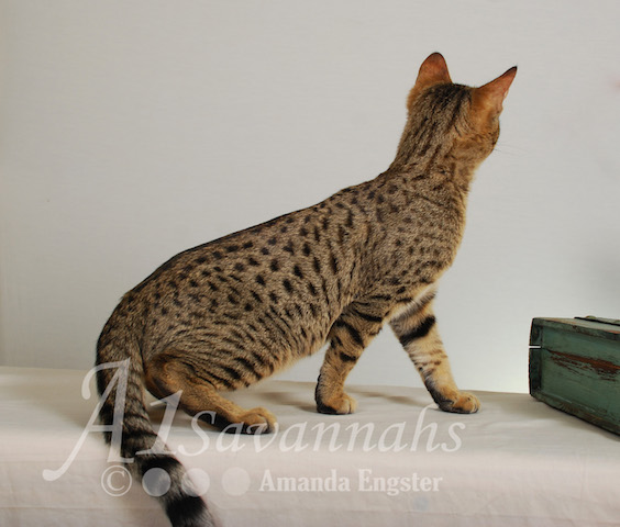 A1 Savannahs SBT Male Rico Savannah Kitten Savannah Cats and Kittens For Sale