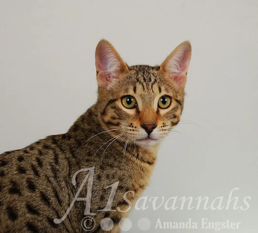 A1 Savannahs SBT Male Rico Savannah Kitten - Savannah Cats and Kittens For Sale