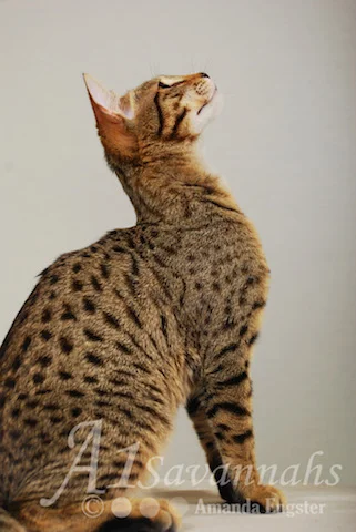 A1 Savannahs SBT Male Rico Savannah Kitten Savannah Cats and Kittens For Sale