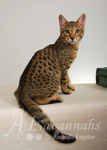 A1Savannahs Rico SBT Male Savannah Kitten Savannah Cats and Kittens For Sale